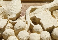 bassorilievo di un grappolo d