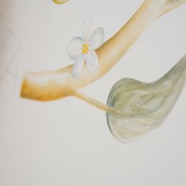 Dettaglio ramo, fiore e foglia di limone dipinti nello studio  fotografico di Giorgia Cristelli a Udine