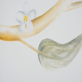 Dettaglio di una foglia di limone e di un fiore di limone attaccata al ramo, dipinto sul muro di uno studio fotografico. La foglia è ricca di velature verdi, gialle, marroni e blu 